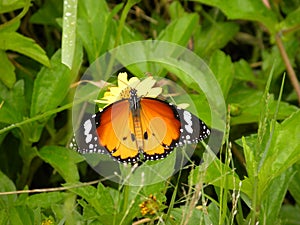 Close up of orange color Monarch butterfly sitting on the yellow flower