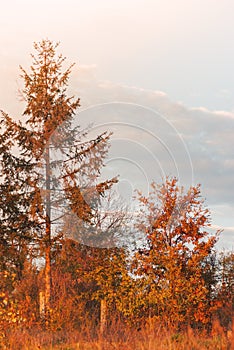 Orange and brown color tree at autumn seson