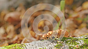 Orange brown colored honey fungus. Fall gifts of nature. Edible mushrooms growing. Selective focus.