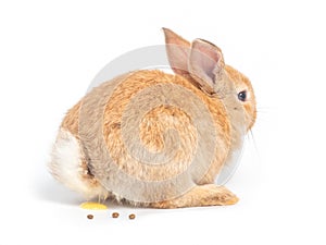 Orange-brown cute baby rabbit during excretion on white background. photo