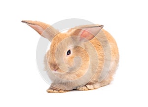 Orange-brown cute baby rabbit isolated on white background.