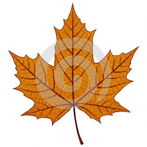 Orange and Brown Detailed Maple Leaf on White Background