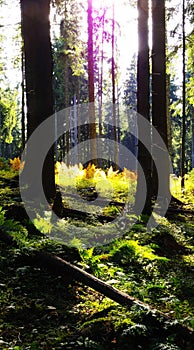 Orange-brown discolored fern on a forest glade