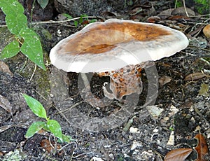 Orange Brown Florida Woodland Weeping Mushroom