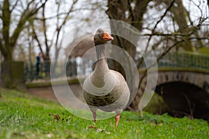 Orange-brown goose waddles across a lush green park lawn