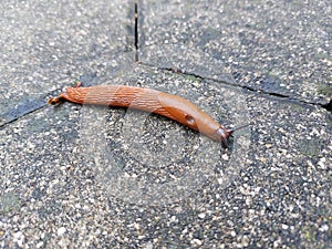 orange brown land slug is crawling on tile - gastropod mollusc