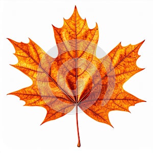 Orange and Brown Maple Leaf on White Background