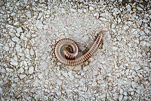 Orange and brown millipede