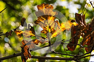 Orange and brown oak leaf during the process of senescence in fall or automn