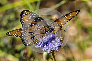 Orange Brown Queen Butterflies Blue Billygoat Weed photo