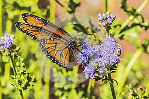 Orange Brown Queen Butterfly Blue Billygoat Weed photo