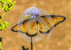 Orange Brown Queen Butterfly Blue Billygoat Weed photo