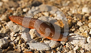 Orange and Brown Slug