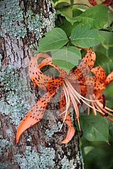 Orange and brown spotted tigerlily bloom spread on tree trunk with lichen