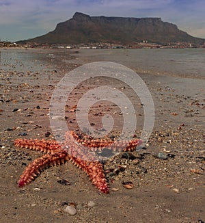 Orange and brown Starfish Asteroidea in the ocean, CapeTown