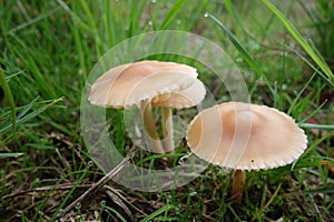 Orange And Brown Toadstools