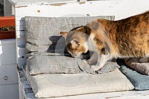 Orange Brown and white cat on a sofa