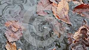 Orange brownish leaves falling and floating in the water.