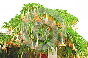 Orange Brugmansia x candida Pers or Angelâ€™s Trumpet flower with White Sky