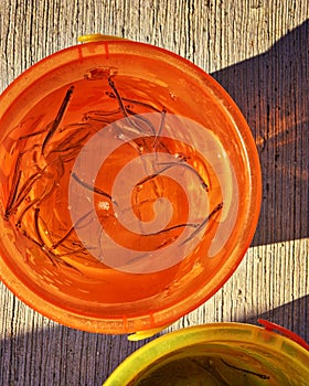 Orange bucket of fish a boy has caught with a net