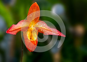 Orange bucket orchid with blurred background