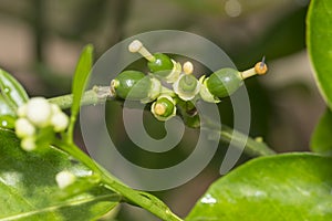 Orange Buds