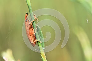 Reddish Weevil on Green Stem