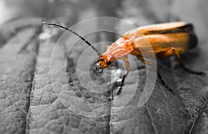 Orange bug insect climbing on strawberry leaf in bicolored black and white background