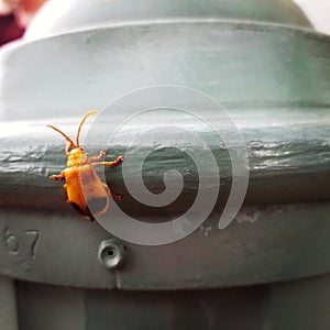 Orange Bug on Pole