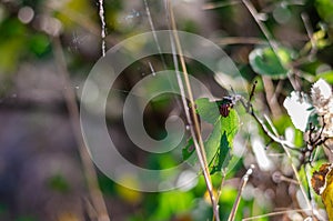 An orange bug, a ruler shrimp Graphosoma lineatum, sits on an apricot leaf-eaten zelemon.