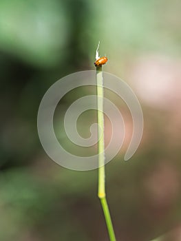 Orange Bug is at The Top of The Branch