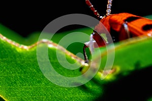 an orange bug on top of a leaf