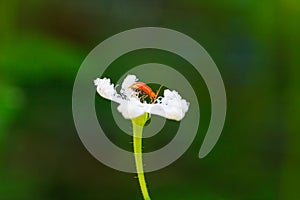 Orange bug on white flower
