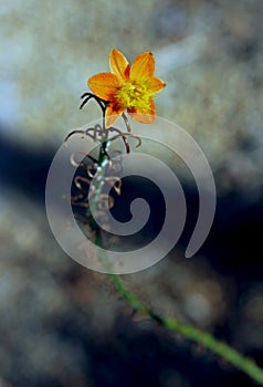 Orange Bulbine flower