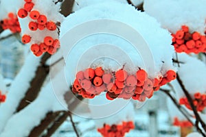 Orange bunch of mountain ash covered with a snow cap