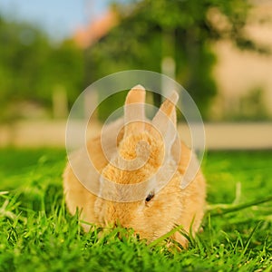 Orange bunnie eating grass in backyard - square composition