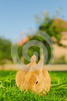 Orange bunnie eating grass in yard