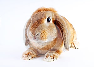 Orange bunny. Super cute lop dwarf rabbit on isolated white background.