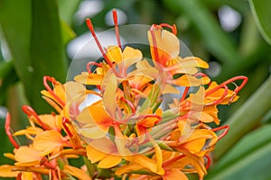 Orange Bush ginger, Hedychium coccineum aurantiacum, close-up