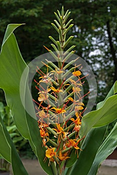 Orange Bush ginger Hedychium coccineum Tara, bright orange flowers photo