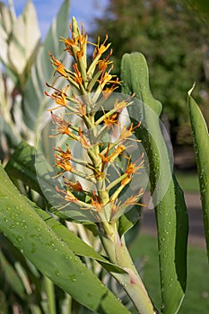 Orange Bush ginger Hedychium coccineum Taraa with orange flowers