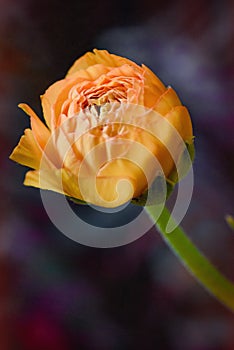 Orange buttercup flower