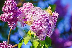 Orange butterflies sit on flowers on a branch of a lilac tree