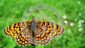 Orange butterfly