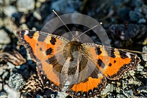 Orange butterfly