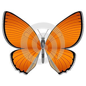 Orange butterfly