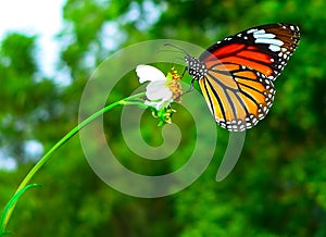 Orange Butterfly