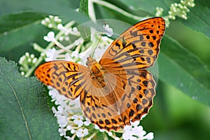 Orange butterfly