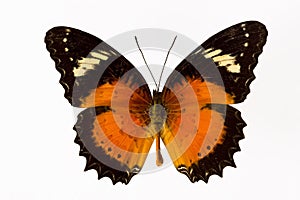 Orange butterfly