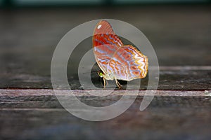 Orange butterfly.